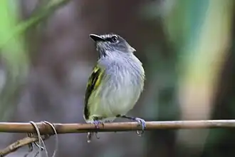 Grijskeelschoffelsnavel