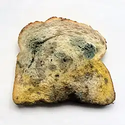 beschimmelde boterham
