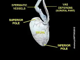 {Buitenzijde van zaadbal met rechtsboven de zaadleider