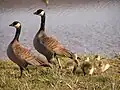 Kleine Canadese gans(Branta hutchinsii)