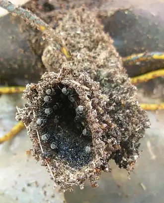 Tetragonula iridipennis