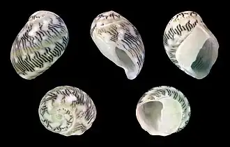 Smaragdia souverbiana