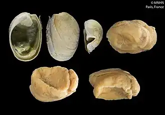 Smaragdinella calyculata