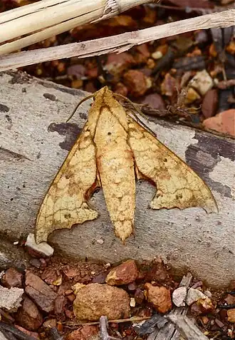Smerinthulus quadripunctatus