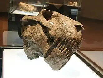 Smilesaurus