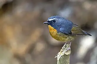 Witbrauwvliegenvanger