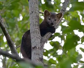Een sabelmarter (Martes zibellina) in Zapovednik Boereinski.