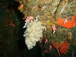 Eunephthya thyrsoidea.