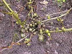 Viruszieke plant van 'Parel'