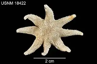 Solaster caribbaeus