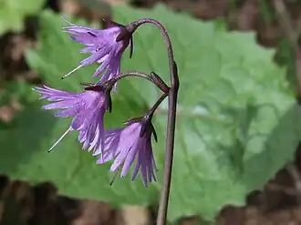 Soldanella carpatica