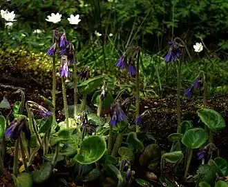 Pyrenese kwastjesbloem