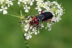 Zwart soldaatje (C. rustica)