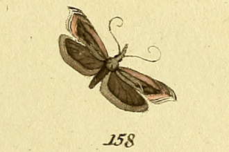 Sophronia illustrella