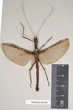 Sosibia passalus