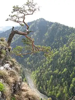 Grove den, op schrale kalksteengrond