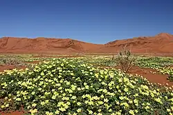Begroeiing van Tribulus zeyheri in de Sossusvlei