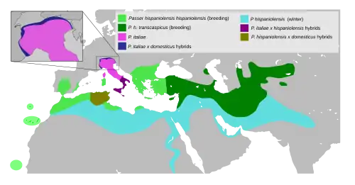 Verspreidingsgebied. Lichtgroen: broedgebied van P. h. hispaniolensis ; donkergroen: broedgebied van P. h. transcaspicus; lichtblauw: overwinteringsgebied; paars: Italiaanse mus.