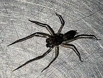 Spartaeus spinimanus