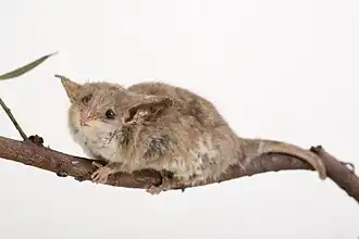 Kleinste dwergbuidelrat