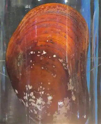 Bathymodiolus platifrons