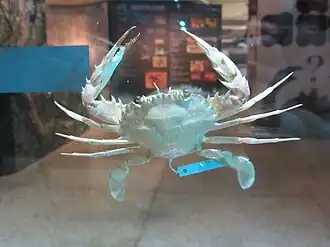 Charybdis (Charybdis) sagamiensis