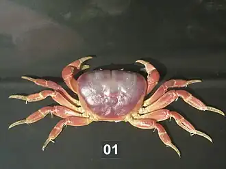 Gecarcoidea lalandii