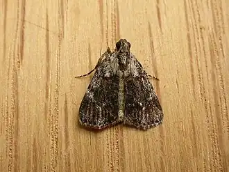 Spectrotrota fimbrialis