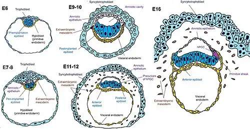 Menselijk embryo met primitief endoderm en visceraal endoderm.