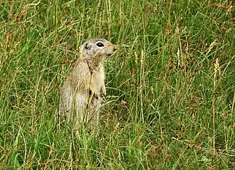 Spermophilus relictus