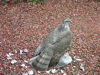 Een sperwer (wijfje) met haar prooi, een Turkse tortel