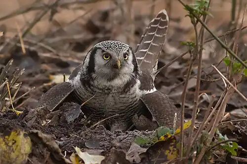 Sperweruil in Zwolle