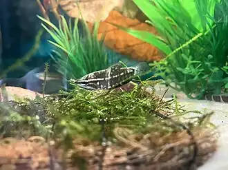 Sphaerichthys vaillanti