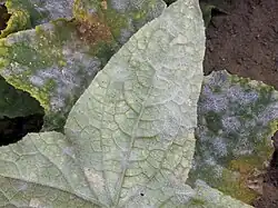 Achterzijde blad van komkommer