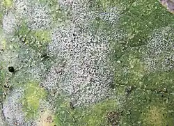 Echte meeldauw op voorkant blad van komkommer, closeup