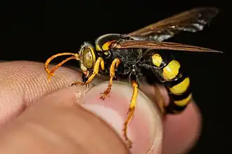 Sphecius antennatus