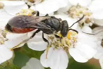 Roestbruine bloedbij