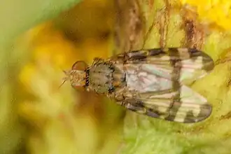 Gebandeerde kruiskruidboorvlieg