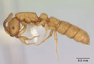 Sphinctomyrmex asper