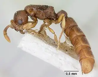 Sphinctomyrmex occidentalis