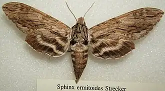 Sphinx eremitoides
