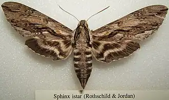 Sphinx istar