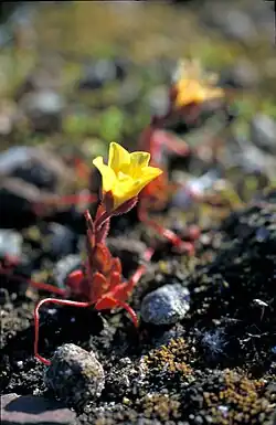 Saxifraga flagellaris -