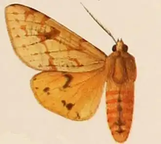 Spilosoma alberti
