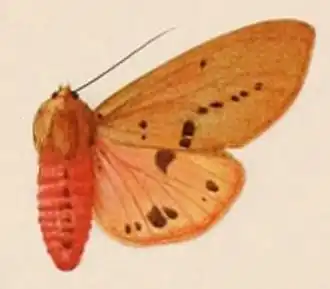 Spilosoma cajetani