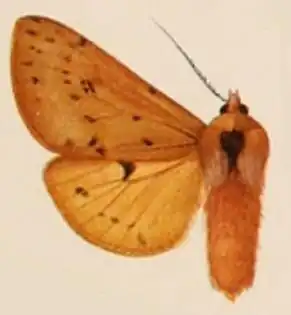 Spilosoma fraterna