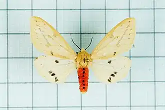 Spilosoma taiwanensis