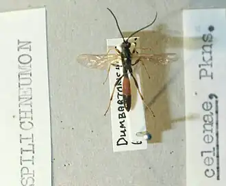 Spilichneumon celenae