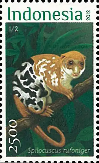 Spilocuscus rufoniger