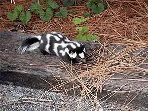 Oostelijke gevlekte skunk